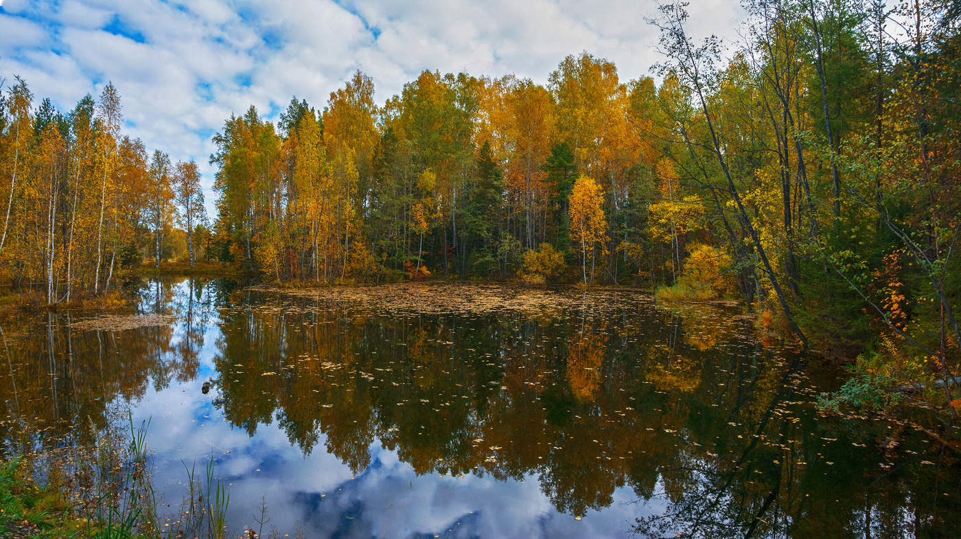 Лесное озеро