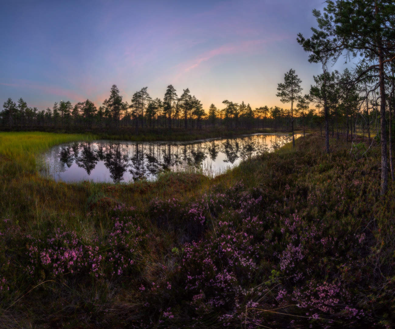 Цветёт вереск.