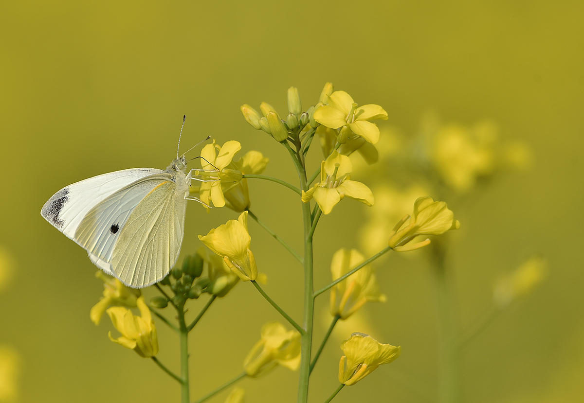 Летняя РАПСодия