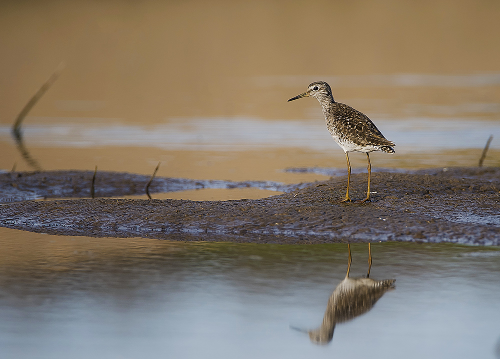 Вечерний променад