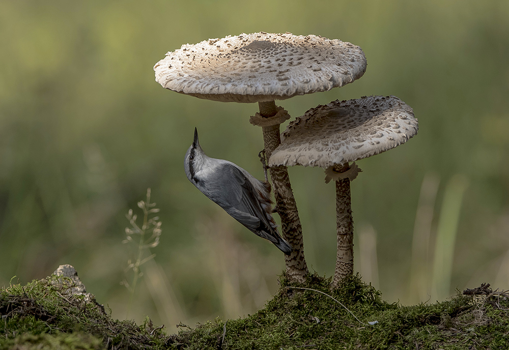 В поисках подходящего зонтика