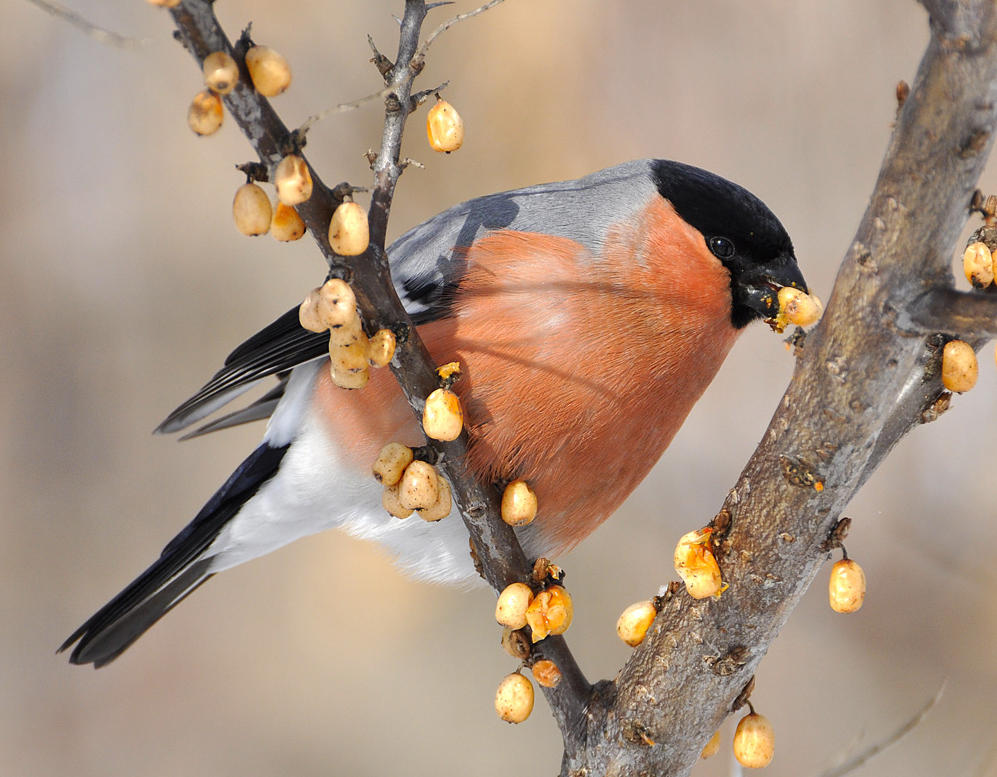 Любитель витаминов