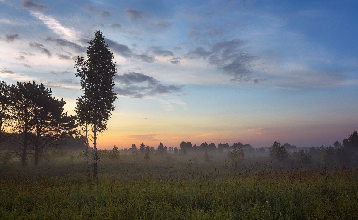 Про березку:)