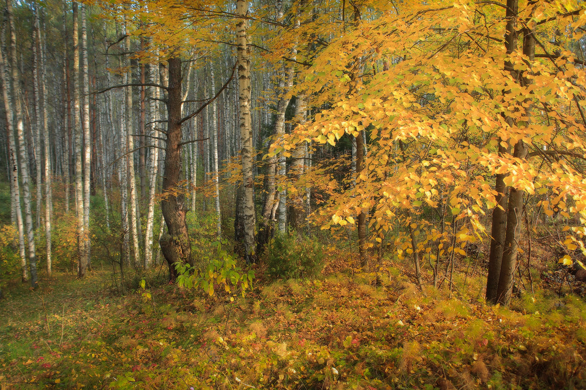 Золотая осень