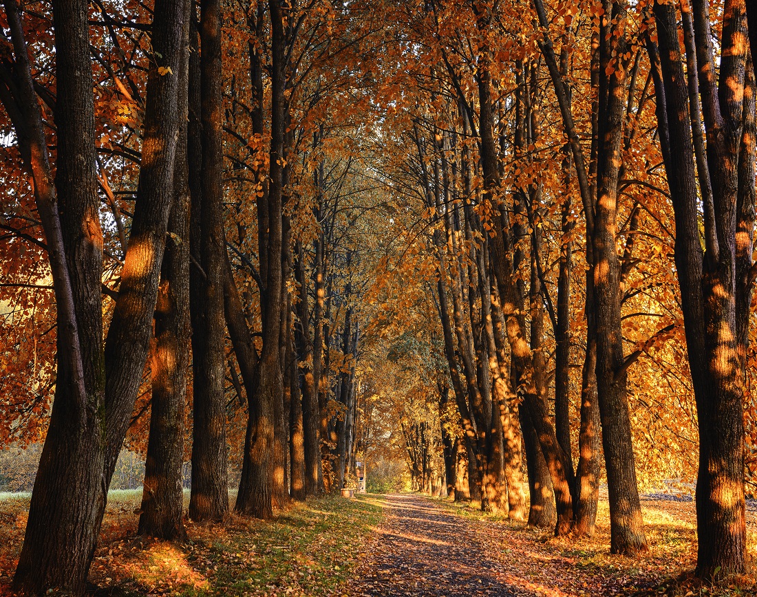 Солнечные зайчики осени:)