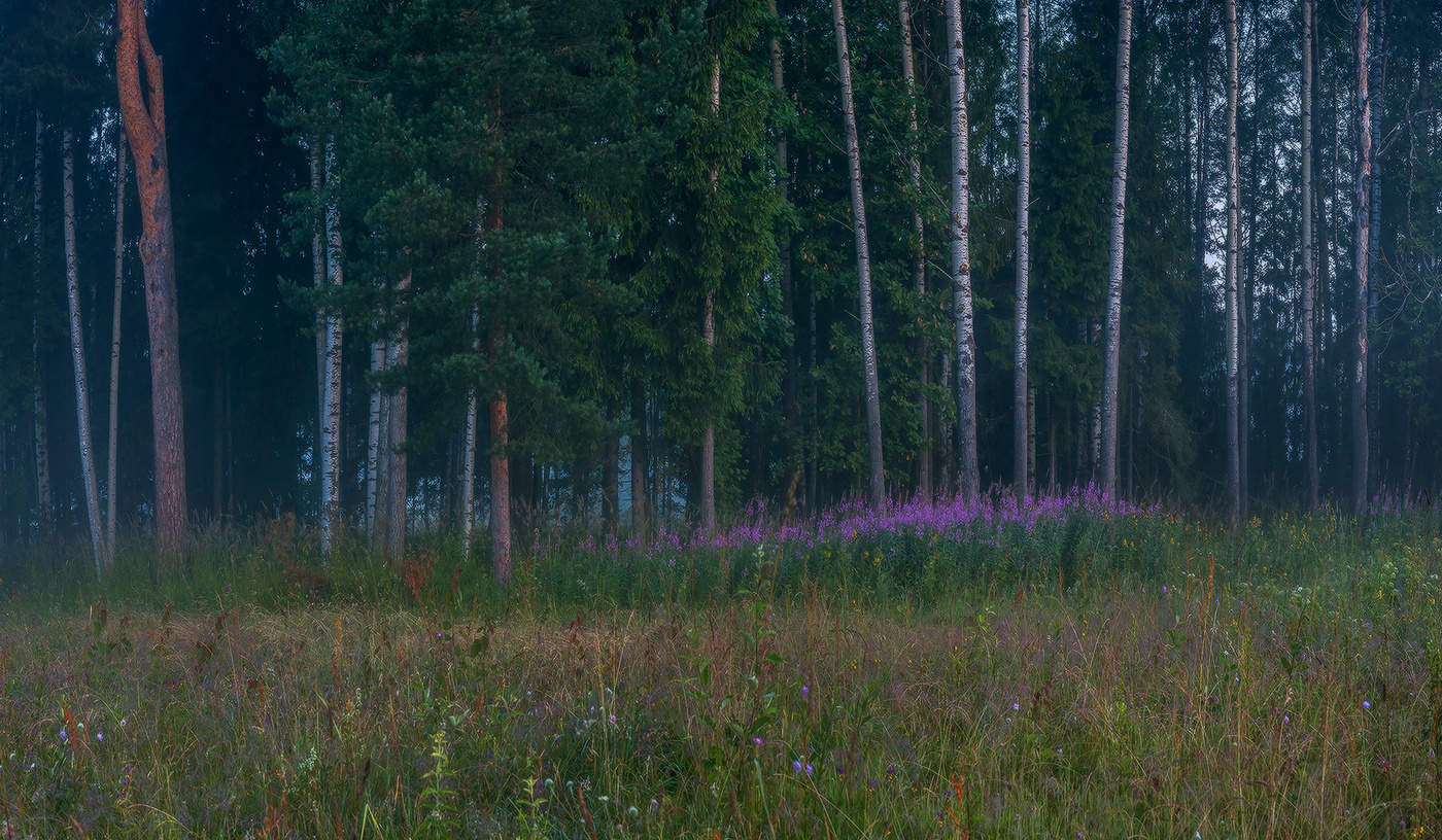 Лесная опушка.