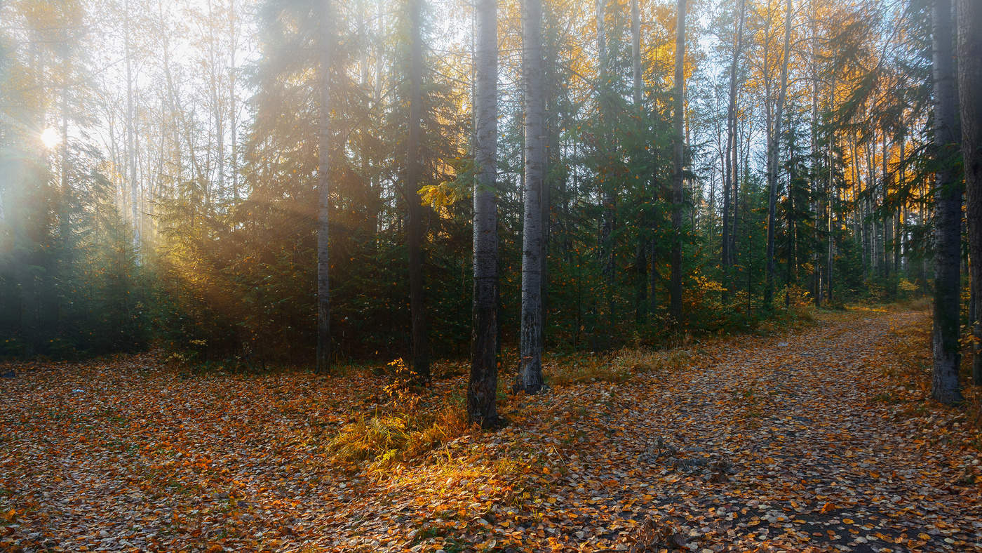 Утренний туман