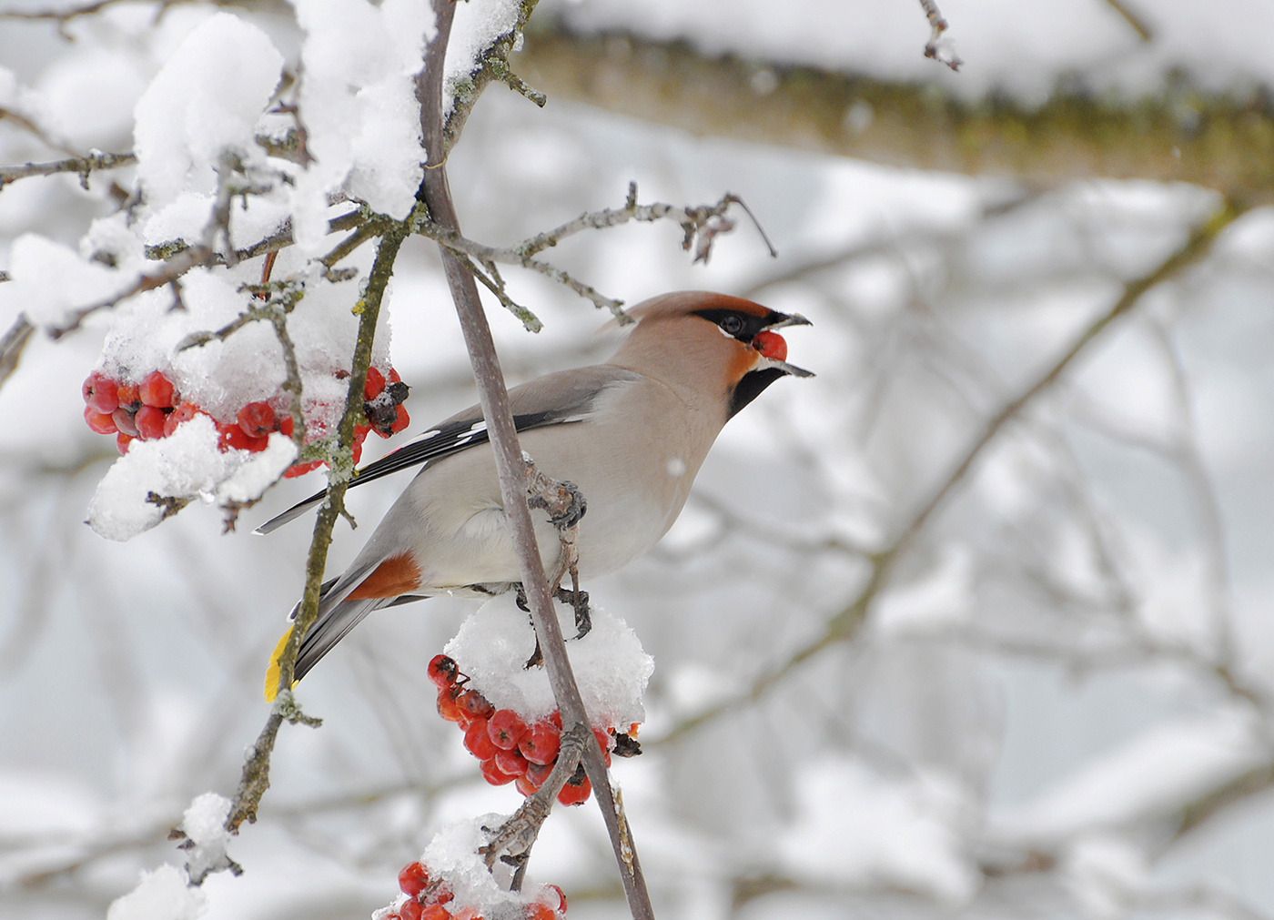 Скоро опять зима