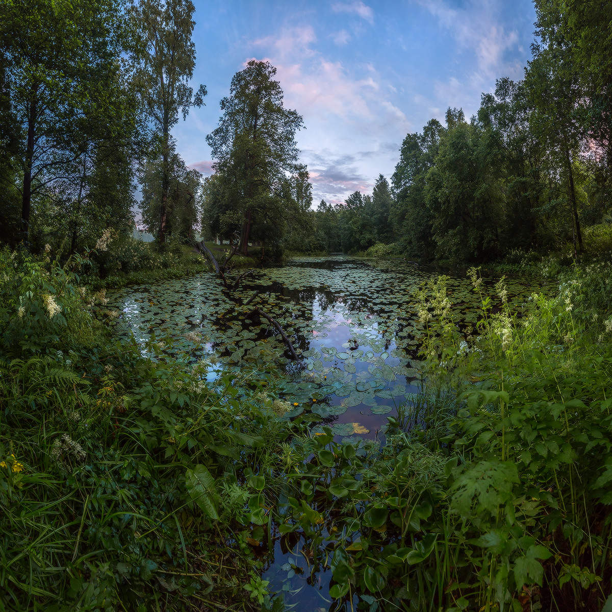 Старый пруд.