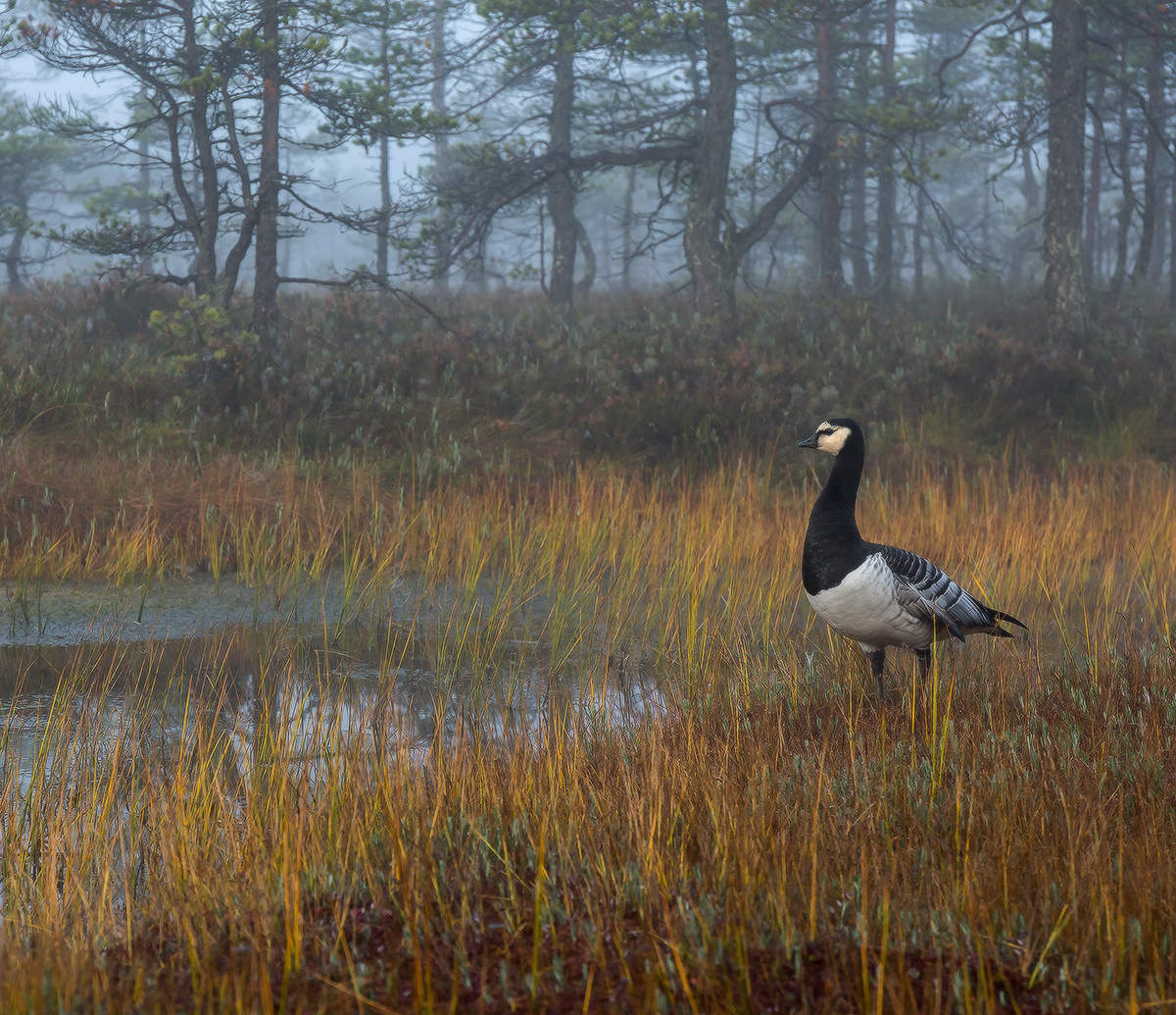 Белощёкая казарка.