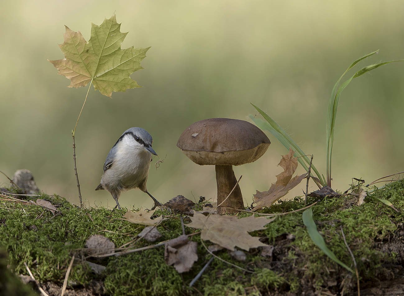Осенняя история