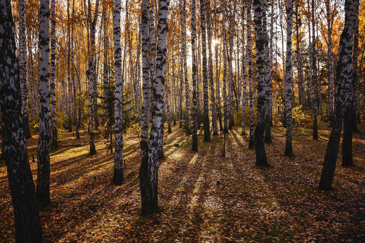 В лесу теней.