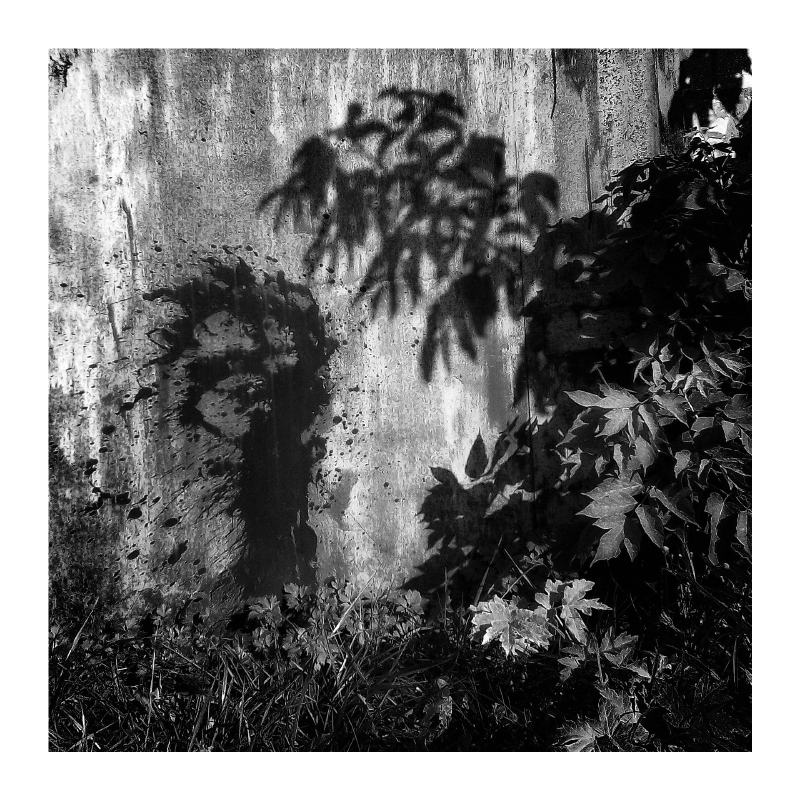 Не цветные сны... "Ёжик в тумане"