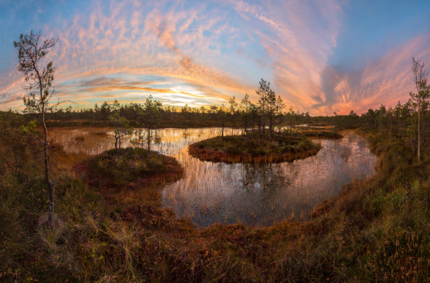 Волшебство северных болот.