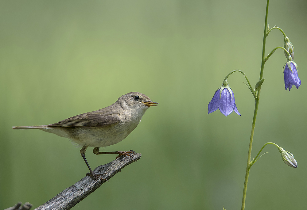Позвонить что ли?