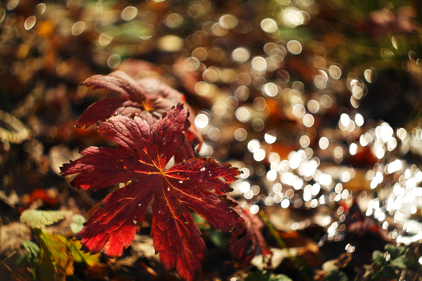 Осенние фантазии.