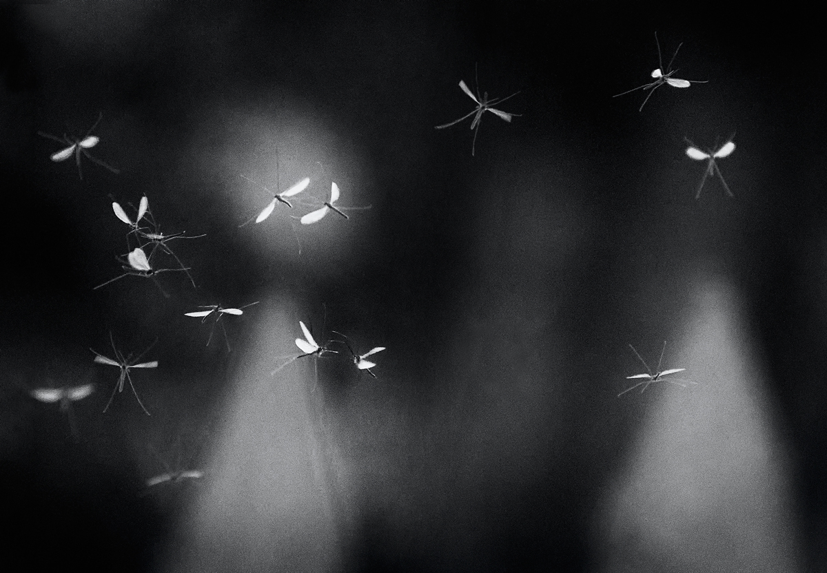 Незолотое сечение