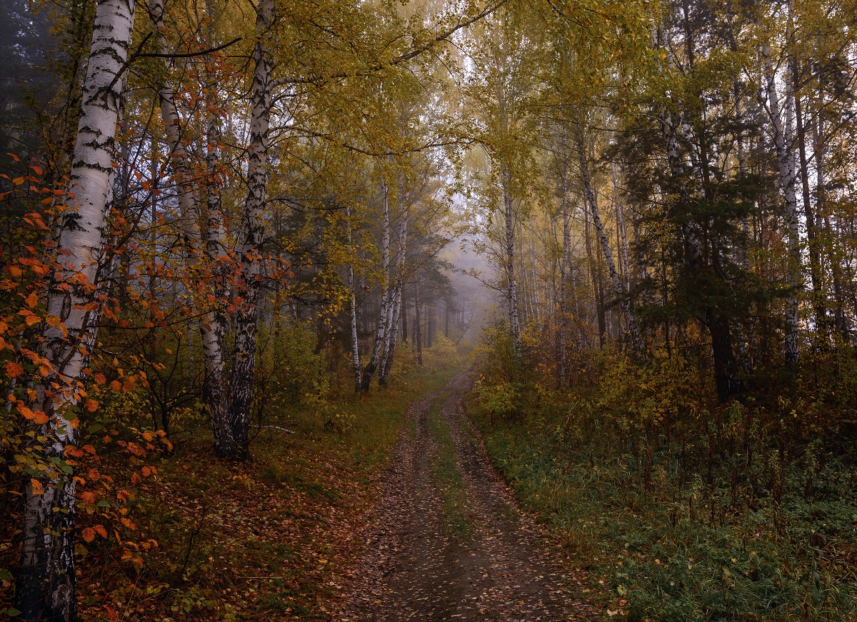По лесной дороге.