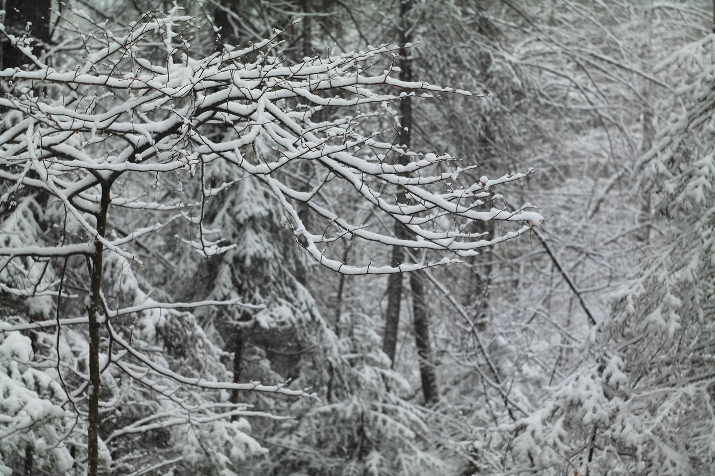 Первый снег,лес.