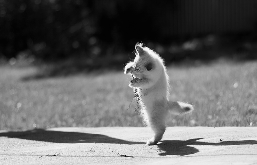 Über den weißen Katze. (Serie)