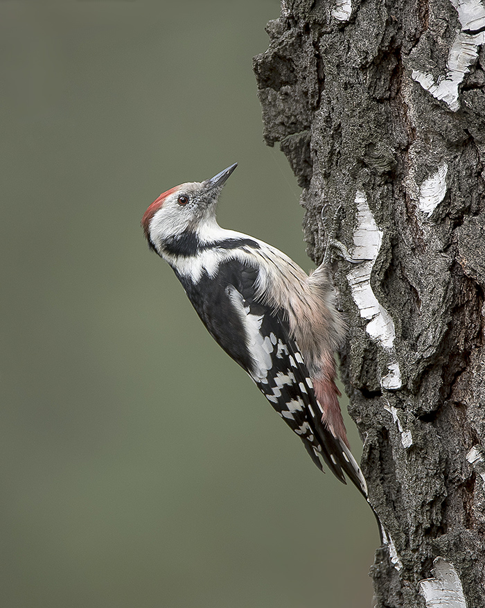 Средний пёстрый дятел