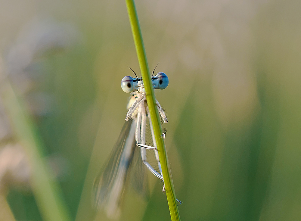 А я тебя вижу.