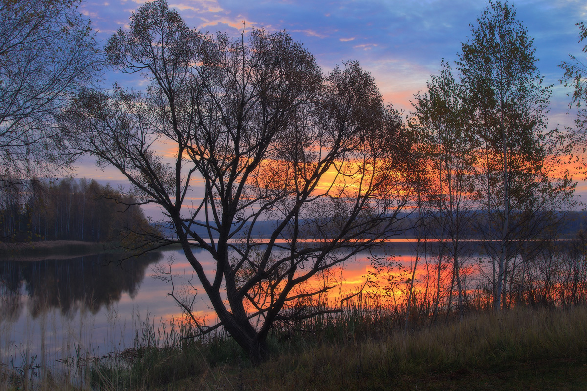 Запуталось солнце в ветловых ветвях
