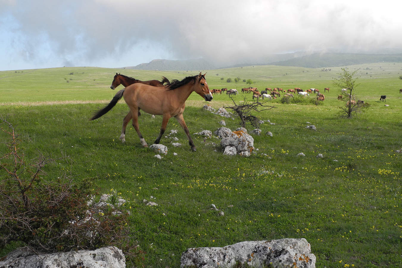 Воля вольная.