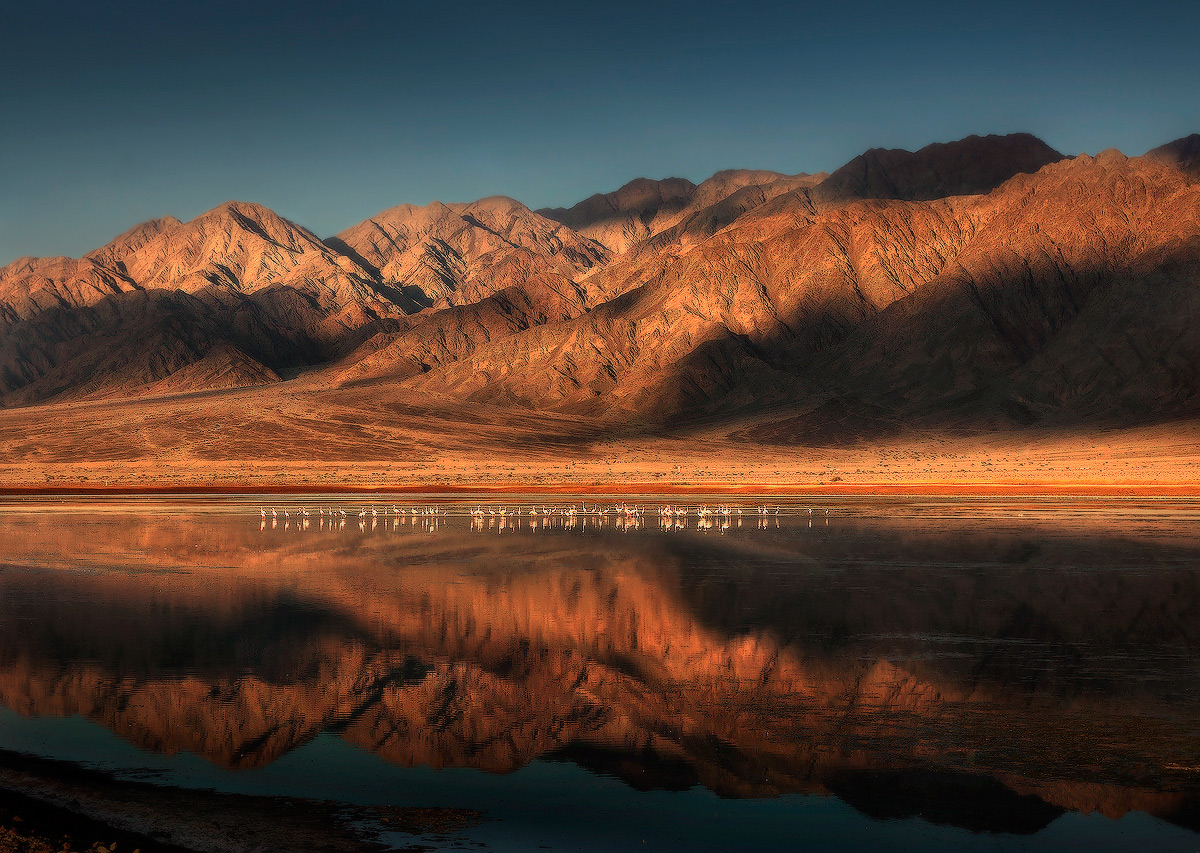 Вечер. Фламинго ужинают...