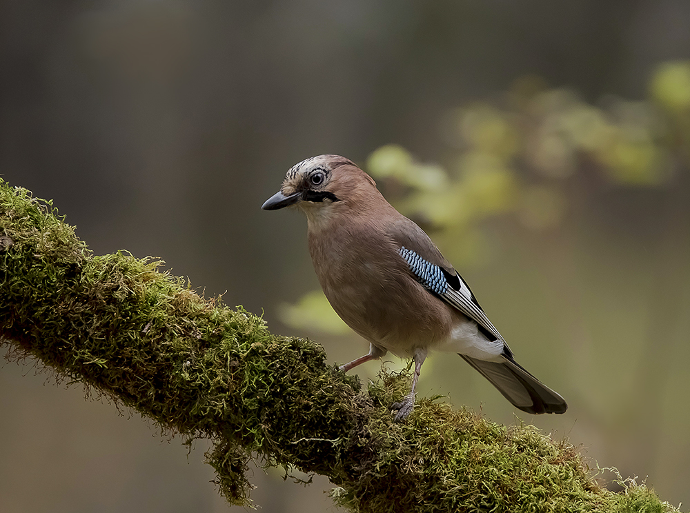 В осеннем лесу.