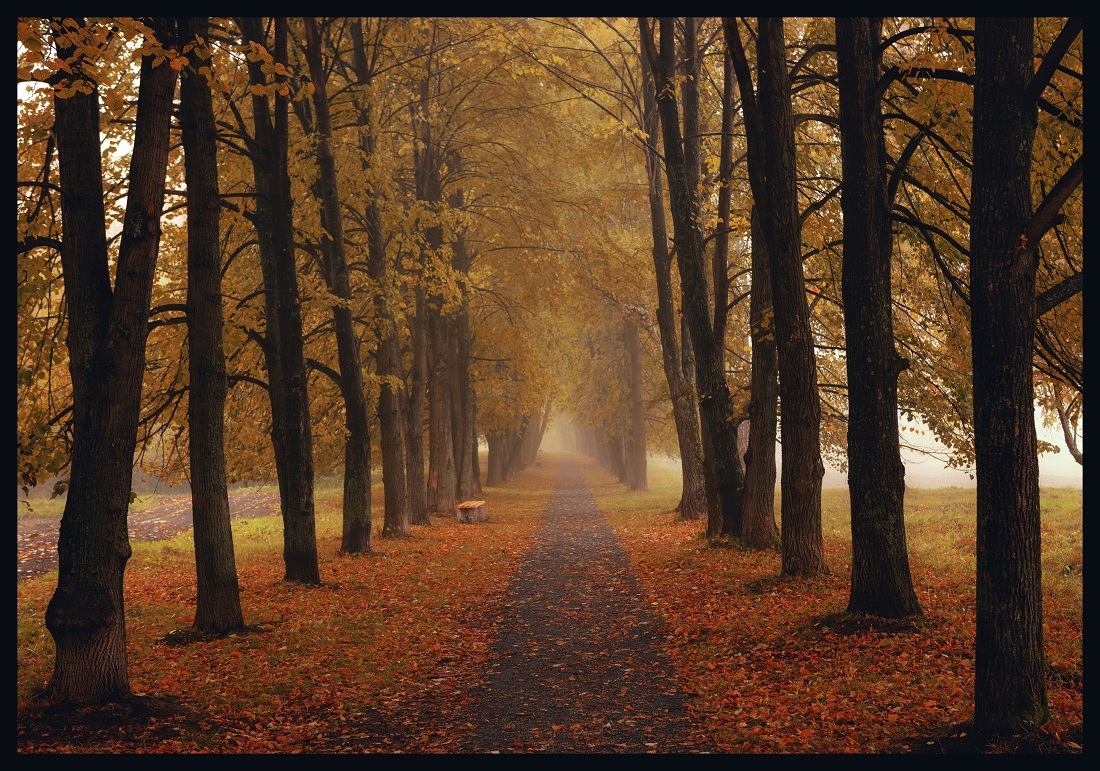 Липовая осень.