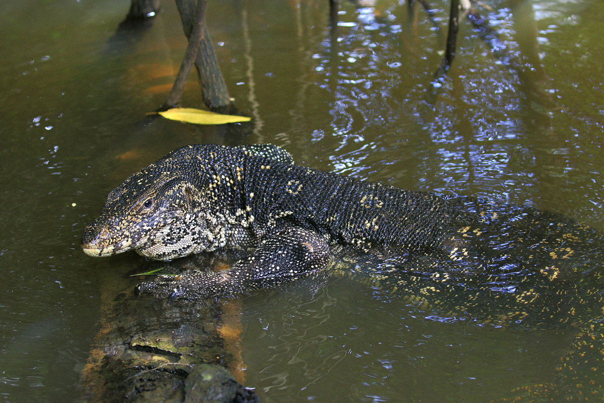 В родной стихии