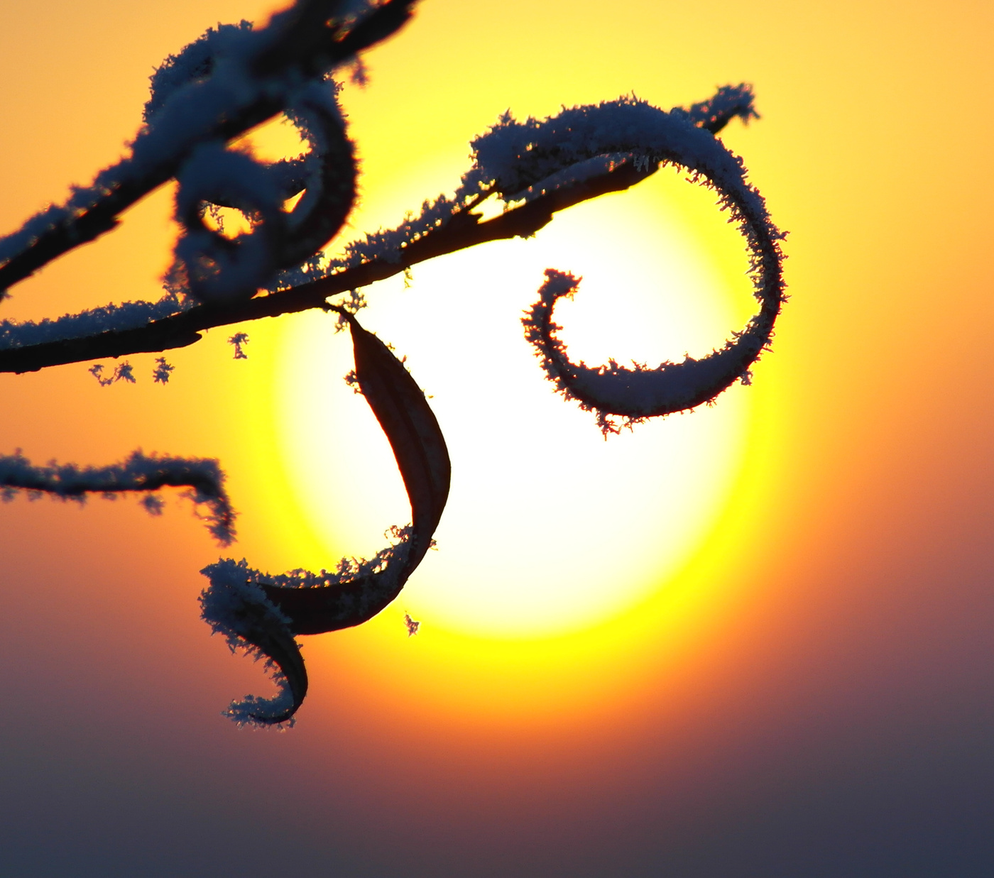 Солнце в кружевах.