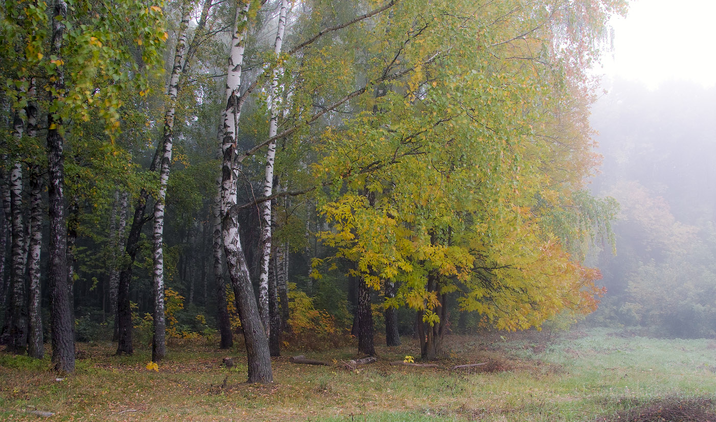 Рассвет,туман