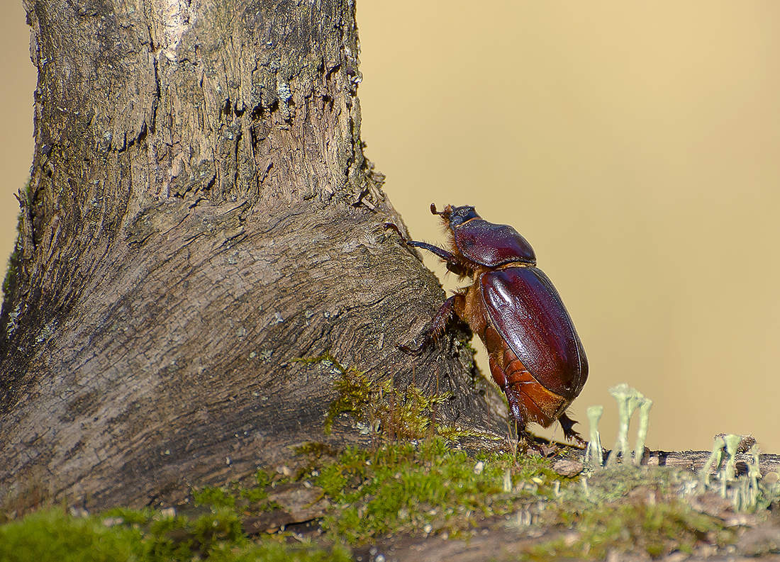 Дорога в высь.