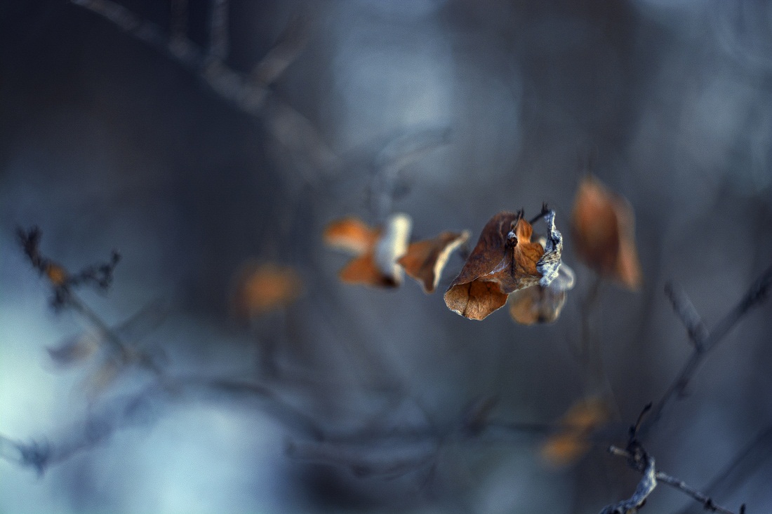 Последний лист.