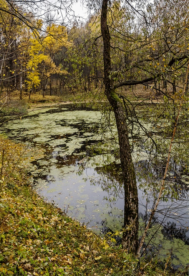 Е есть в... парке старый пруд...