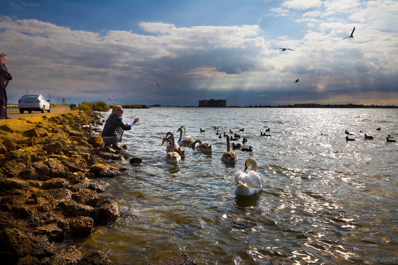 Гуси-лебеди.