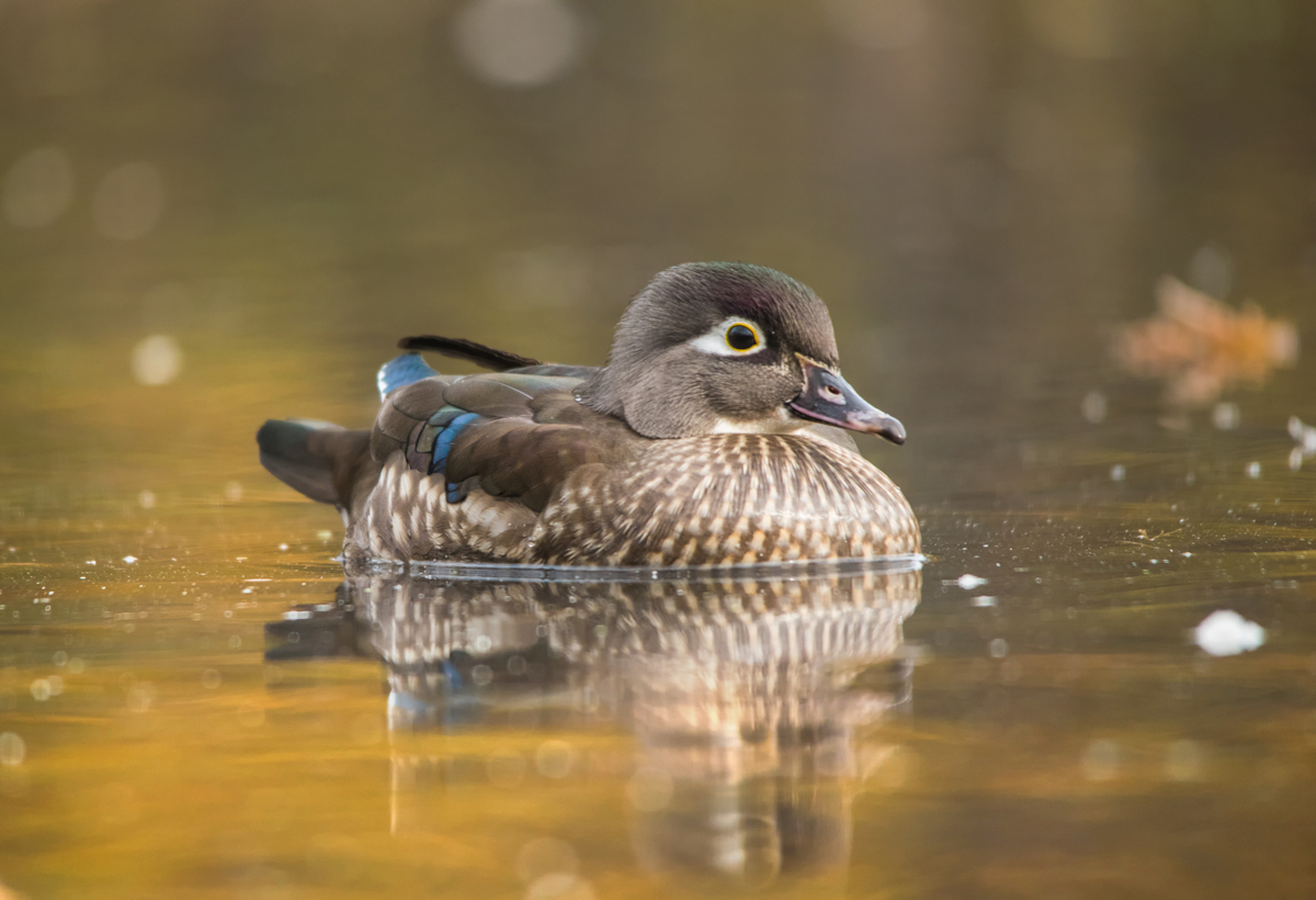Wood duck