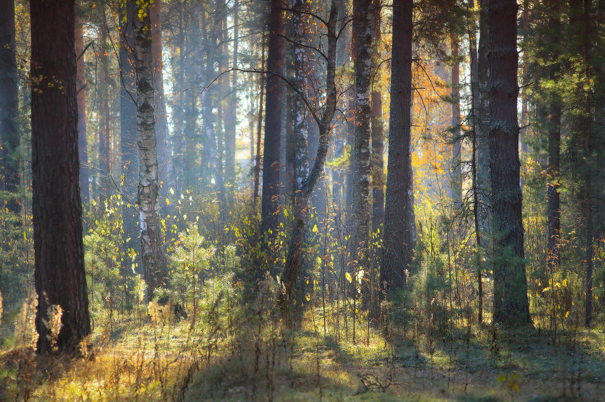 Купаясь в утренних лучах