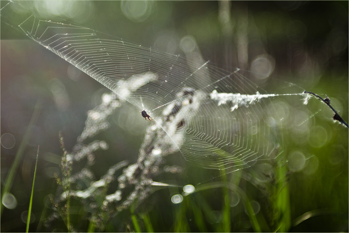 р а д и у с ы