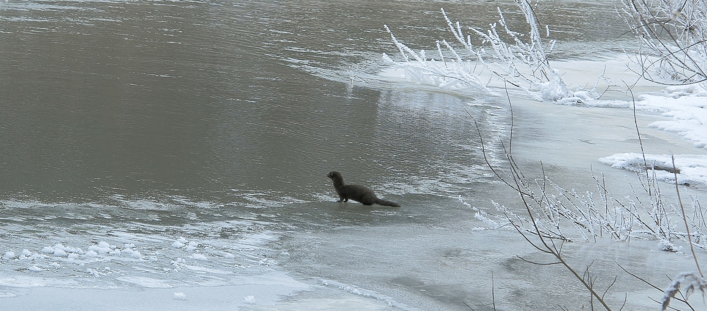Встреча с лесной красавицей