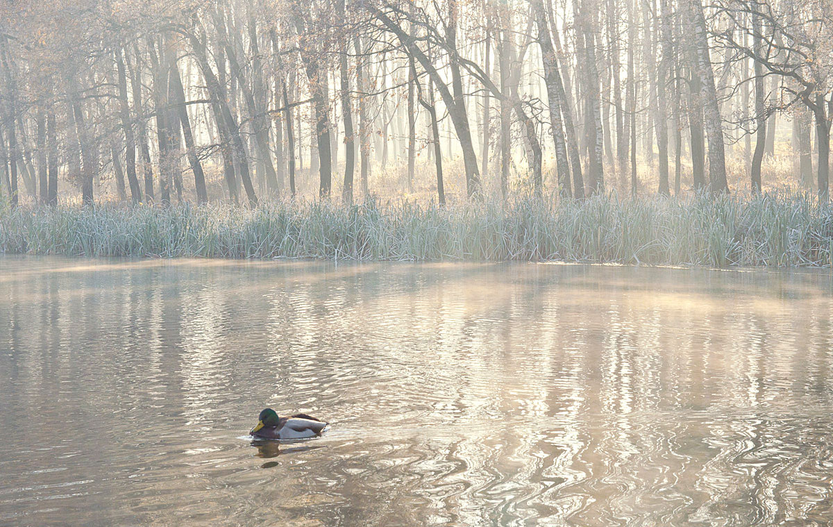 Там, где селезень сказку сторожит
