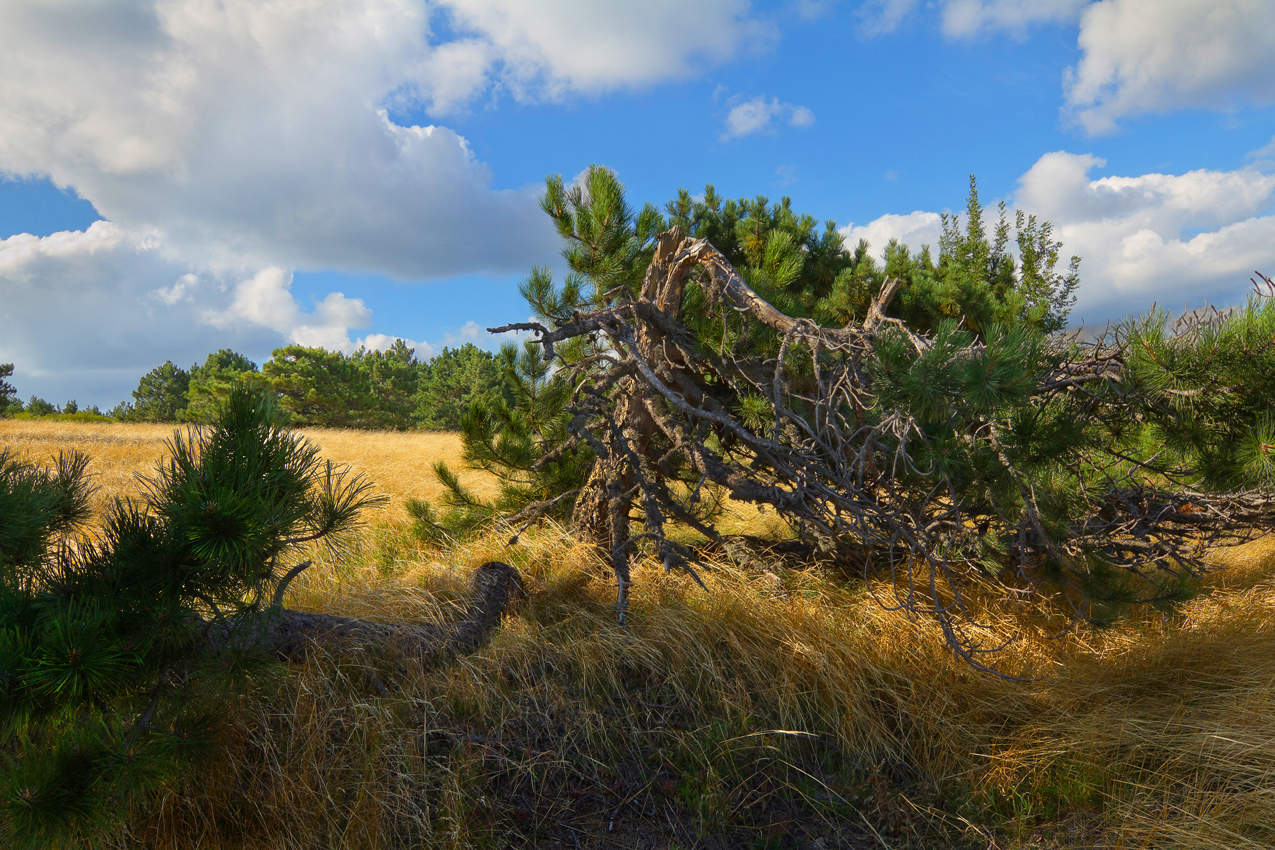 Назло ветрам.