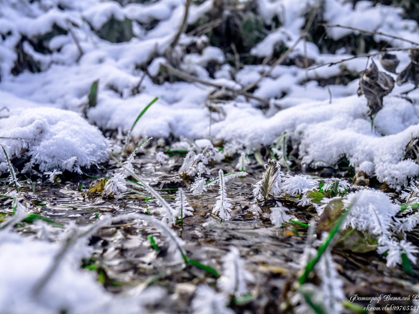 микроелочки