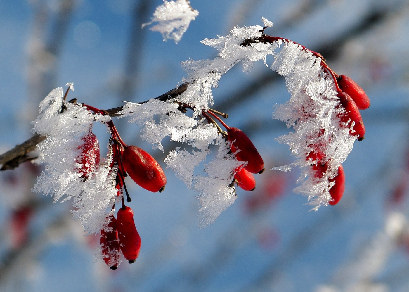 Барбариски в инее
