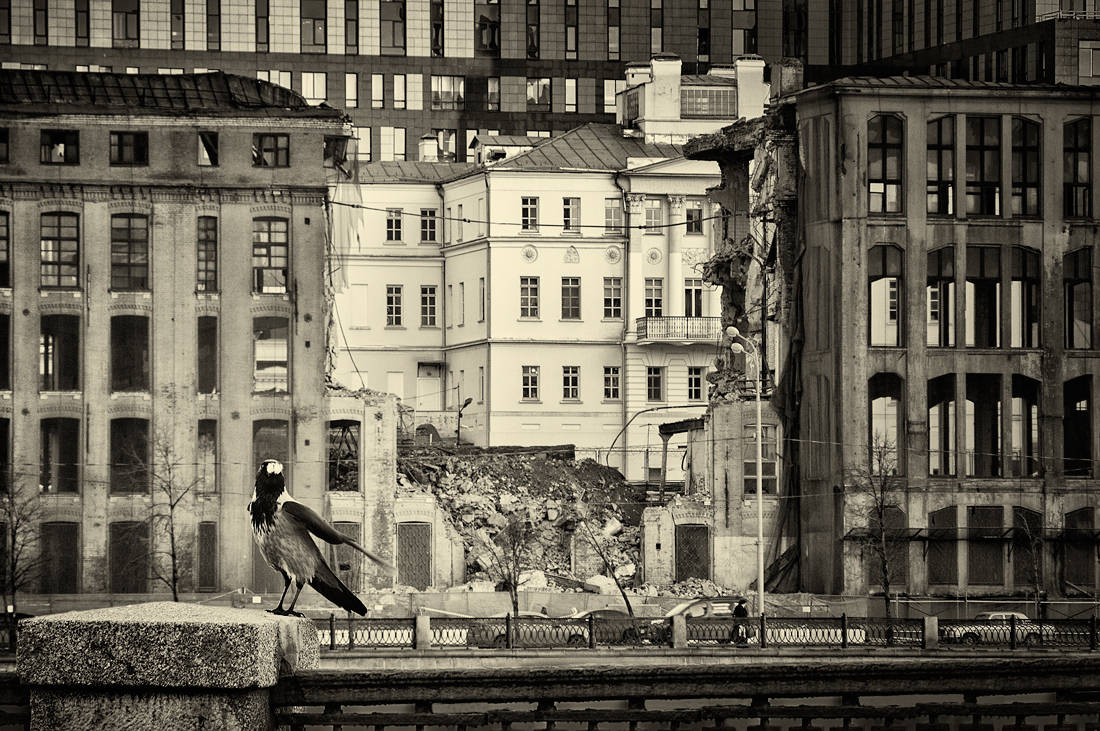 Ворона-москвичка