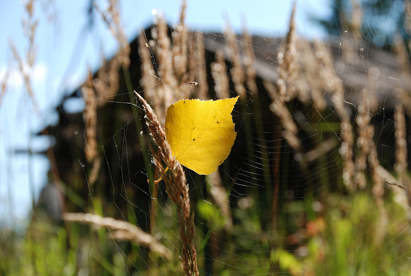 "Укропом вялым пахнет огород ..."