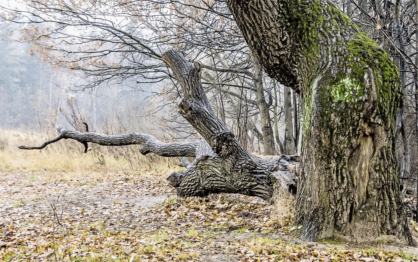 Стоял когда-то старый дуб...