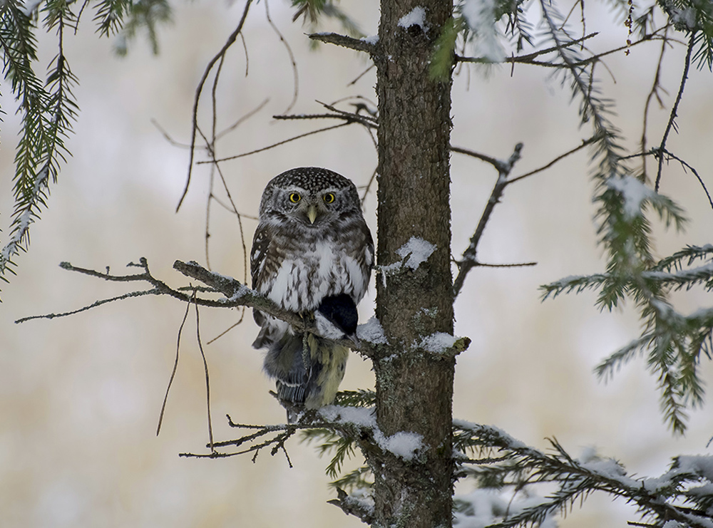 Малец удалец.